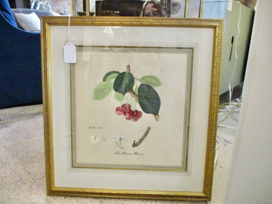 Framed Botanical The Florence Cherry 25.25"W x 27"T