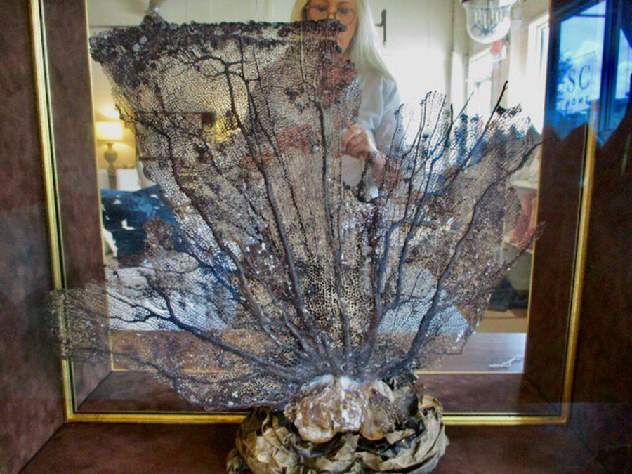 Natural Sea Fan Framed In Gold Shadow Box With Mirrored Background 27"W x 23.5"T With