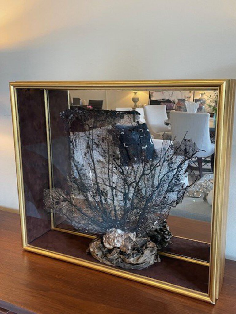 Natural Sea Fan Framed In Gold Shadow Box With Mirrored Background 27"W x 23.5"T With