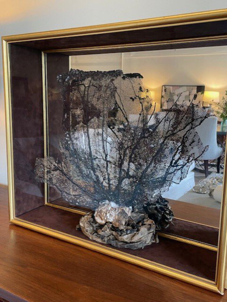 Natural Sea Fan Framed In Gold Shadow Box With Mirrored Background 27"W x 23.5"T With