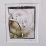 Framed Signed Photo 23"W x 25"T