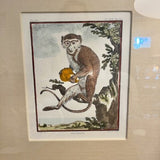 Custom Framed Encyclopedia Monkey Print 14"W x 16"T