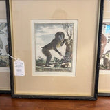Custom Framed Encyclopedia Monkey Print 14"W x 16"T