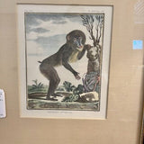 Custom Framed Encyclopedia Monkey Print 14"W x 16"T