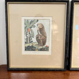 Custom Framed Encyclopedia Monkey Print 14"W x 16"T