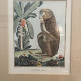 Custom Framed Encyclopedia Monkey Print 14"W x 16"T