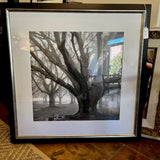 Large Framed Photo of Oak Trees 37"W X 37" T
