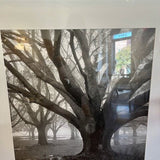 Large Framed Photo of Oak Trees 37"W X 37" T