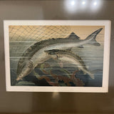 Antique Framed Fish Print From Antonio Raimo Galleries 15.5 "W X 13"T