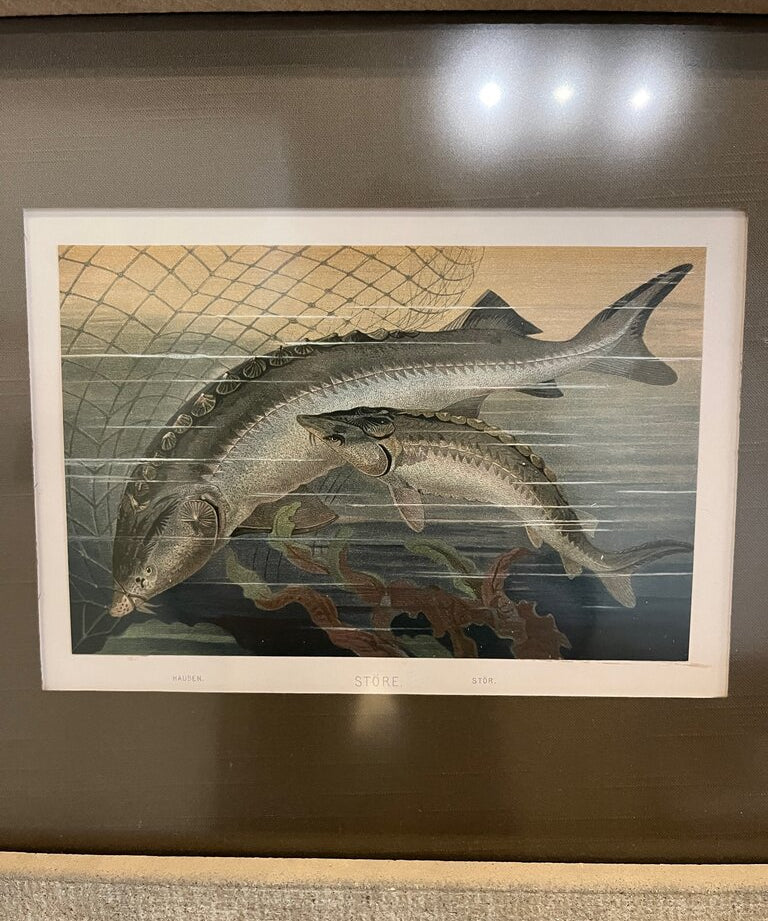 Antique Framed Fish Print From Antonio Raimo Galleries 15.5 "W X 13"T