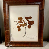 Signed Helen Rhodebeck Pressed Wild Blackberry Floral 12" x10"