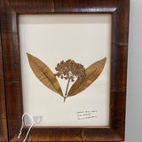 Signed Helen Rhodebeck Milkweed Pressed Floral 12" x 10"