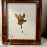 Signed Helen Rhodebeck Pressed Pasture Rose Floral 12" x 10"