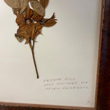 Signed Helen Rhodebeck Pressed Pasture Rose Floral 12" x 10"