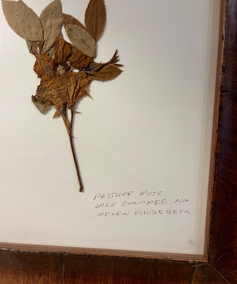 Signed Helen Rhodebeck Pressed Pasture Rose Floral 12" x 10"
