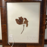 Signed Helen Rhodebeck Pressed Pasture Rose Floral 12" x 10"