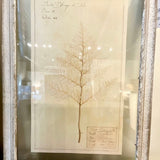 Framed Antique Swedish Botanical "5" 23"T x 16"W