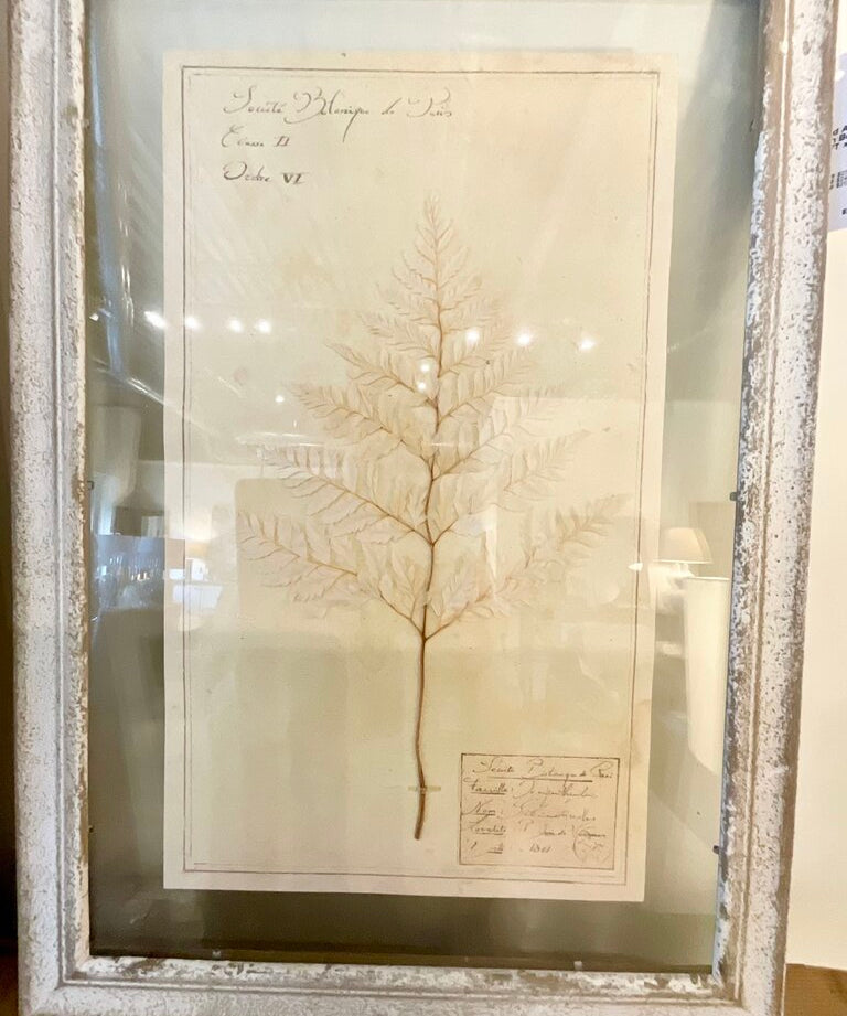 Framed Antique Swedish Botanical "5" 23"T x 16"W