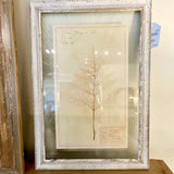 Framed Antique Swedish Botanical "5" 23"T x 16"W