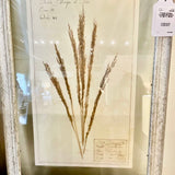 Framed Antique Swedish Botanical "6" 23"T x 16"W