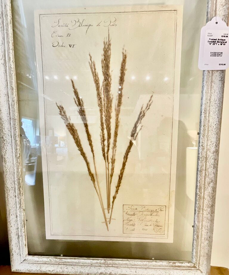 Framed Antique Swedish Botanical "6" 23"T x 16"W