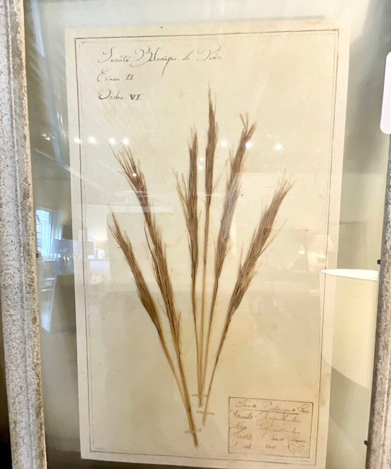 Framed Antique Swedish Botanical "4" 23"T x 16"W