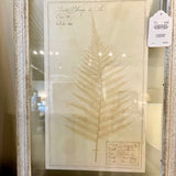 Framed Antique Swedish Botanical "3" 23"T x 16"W