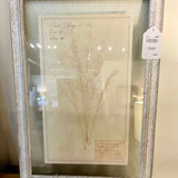 Framed Antique Swedish Botanical "2" 23"T x 16"W