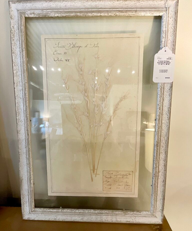 Framed Antique Swedish Botanical "2" 23"T x 16"W