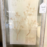 Framed Antique Swedish Botanical "1" 23"T x 16"W