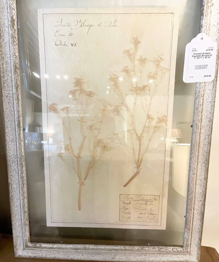 Framed Antique Swedish Botanical "1" 23"T x 16"W
