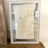 Framed Antique Swedish Botanical "1" 23"T x 16"W