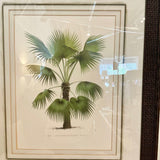 Framed Print Of Palm 32.5"T x 20.5"