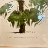 Framed Print Of Palm 32.5"T x 20.5"