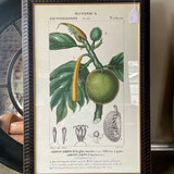 Botanical Print 30"W x 45"T