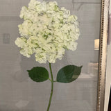 Framed Print Of Hydrangea On Burlap 13" Wx 17"T